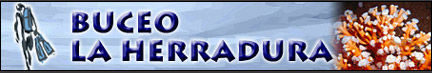 Buceo La Herradura Buceo Tienda Material Servicios Viajes