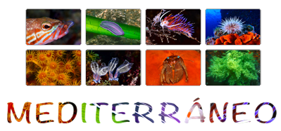 mediterráneo español