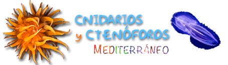 Galeria Cnidarios y Ctenóforos