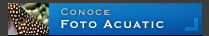 Conoce Fotoacuatic